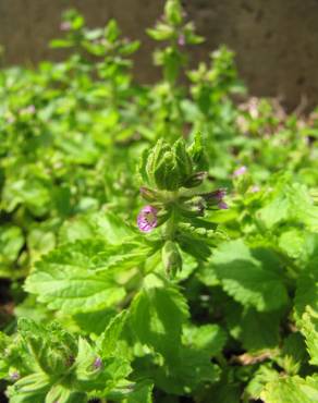 Fotografia 13 da espécie Stachys arvensis no Jardim Botânico UTAD