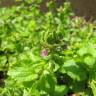 Fotografia 13 da espécie Stachys arvensis do Jardim Botânico UTAD