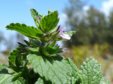 Fotografia da espécie Stachys arvensis