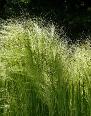 Fotografia 7 da espécie Stipa gigantea no Jardim Botânico UTAD