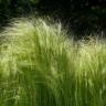 Fotografia 7 da espécie Stipa gigantea do Jardim Botânico UTAD