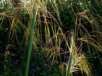 Fotografia da espécie Stipa gigantea