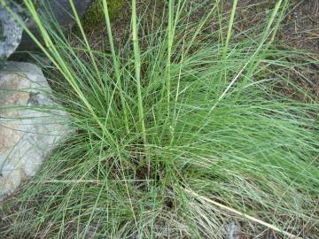 Fotografia da espécie Stipa gigantea