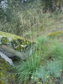 Fotografia da espécie Stipa gigantea