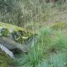 Fotografia 11 da espécie Stipa gigantea do Jardim Botânico UTAD