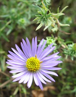 Fotografia 11 da espécie Symphyotrichum novi-belgii no Jardim Botânico UTAD