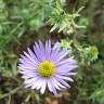 Fotografia 11 da espécie Symphyotrichum novi-belgii do Jardim Botânico UTAD