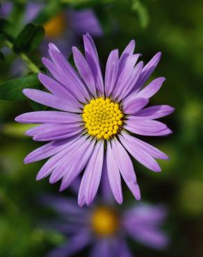 Fotografia 1 da espécie Symphyotrichum novi-belgii no Jardim Botânico UTAD