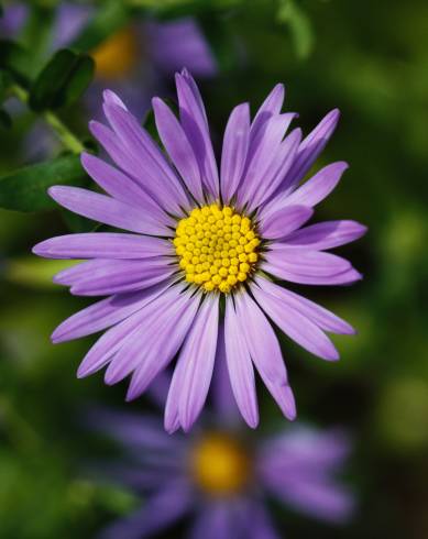 Fotografia de capa Symphyotrichum novi-belgii - do Jardim Botânico