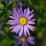 Fotografia 1 da espécie Symphyotrichum novi-belgii do Jardim Botânico UTAD