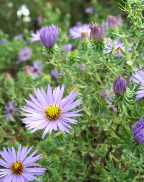 Fotografia 12 da espécie Symphyotrichum novi-belgii no Jardim Botânico UTAD