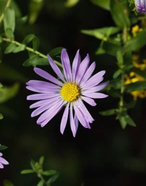 Fotografia 13 da espécie Symphyotrichum novi-belgii no Jardim Botânico UTAD