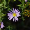 Fotografia 13 da espécie Symphyotrichum novi-belgii do Jardim Botânico UTAD