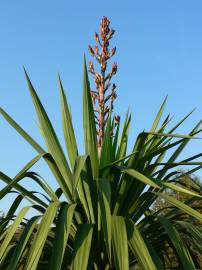 Fotografia da espécie Yucca gloriosa