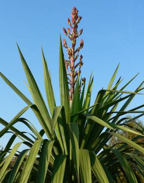 Fotografia 5 da espécie Yucca gloriosa no Jardim Botânico UTAD