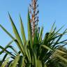 Fotografia 5 da espécie Yucca gloriosa do Jardim Botânico UTAD