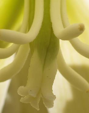 Fotografia 6 da espécie Yucca gloriosa no Jardim Botânico UTAD