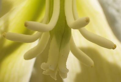 Fotografia da espécie Yucca gloriosa