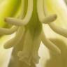 Fotografia 6 da espécie Yucca gloriosa do Jardim Botânico UTAD