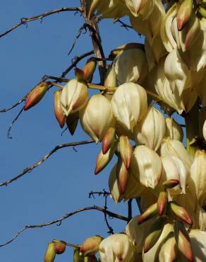 Fotografia 7 da espécie Yucca gloriosa no Jardim Botânico UTAD