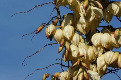 Fotografia da espécie Yucca gloriosa