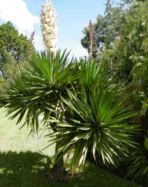 Fotografia 8 da espécie Yucca gloriosa no Jardim Botânico UTAD