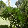 Fotografia 8 da espécie Yucca gloriosa do Jardim Botânico UTAD