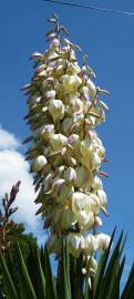 Fotografia da espécie Yucca gloriosa