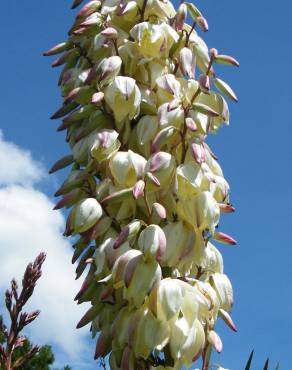 Fotografia 9 da espécie Yucca gloriosa no Jardim Botânico UTAD