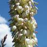 Fotografia 9 da espécie Yucca gloriosa do Jardim Botânico UTAD