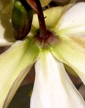Fotografia 10 da espécie Yucca gloriosa no Jardim Botânico UTAD