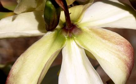 Fotografia da espécie Yucca gloriosa