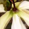 Fotografia 10 da espécie Yucca gloriosa do Jardim Botânico UTAD