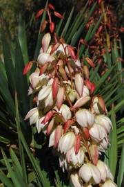 Fotografia da espécie Yucca gloriosa