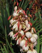 Fotografia da espécie Yucca gloriosa