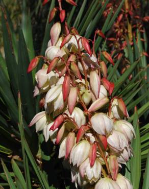 Fotografia 1 da espécie Yucca gloriosa no Jardim Botânico UTAD