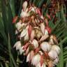 Fotografia 1 da espécie Yucca gloriosa do Jardim Botânico UTAD