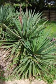 Fotografia da espécie Yucca gloriosa