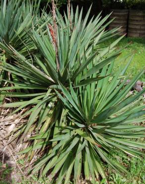 Fotografia 11 da espécie Yucca gloriosa no Jardim Botânico UTAD