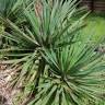 Fotografia 11 da espécie Yucca gloriosa do Jardim Botânico UTAD