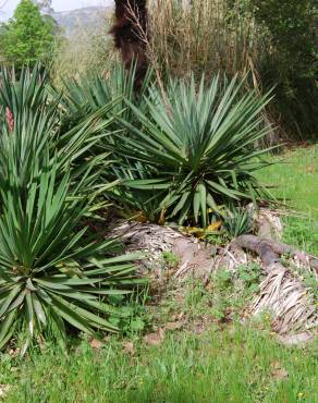 Fotografia 12 da espécie Yucca gloriosa no Jardim Botânico UTAD