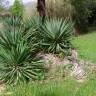 Fotografia 12 da espécie Yucca gloriosa do Jardim Botânico UTAD