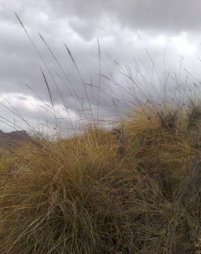 Fotografia 10 da espécie Stipa tenacissima no Jardim Botânico UTAD