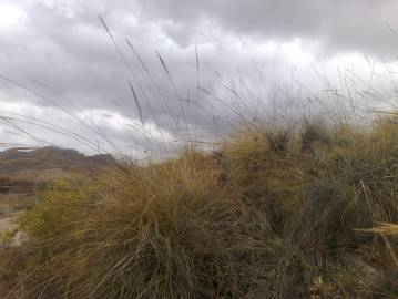 Fotografia da espécie Stipa tenacissima