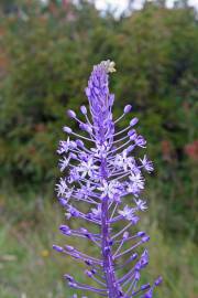 Fotografia da espécie Scilla hyacinthoides