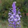 Fotografia 5 da espécie Scilla hyacinthoides do Jardim Botânico UTAD