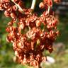 Fotografia 4 da espécie Rumex crispus do Jardim Botânico UTAD