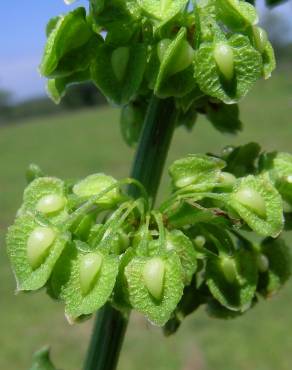 Fotografia 5 da espécie Rumex crispus no Jardim Botânico UTAD