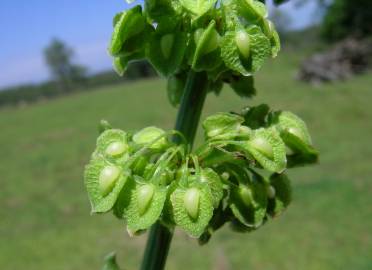 Fotografia da espécie Rumex crispus