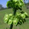 Fotografia 5 da espécie Rumex crispus do Jardim Botânico UTAD